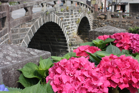 Meganebashi bridge and pink hydrangea, Nagasaki