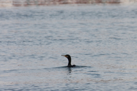 cormorant? at Onagigawa-river in Tokyo
