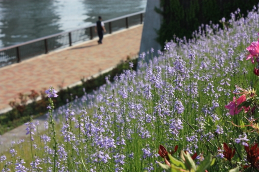 Flowers at the bank of Sumida river