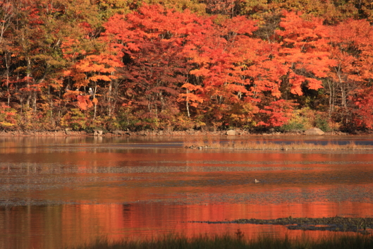 red leaves, Kannon-numa, Fukushima