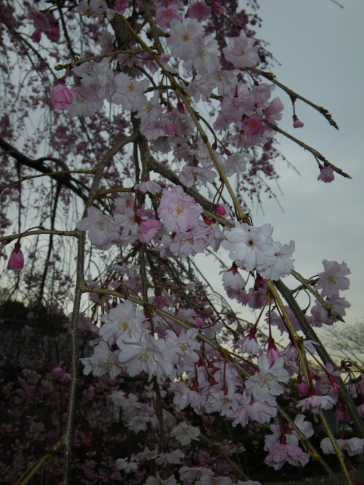 cherry blossooms