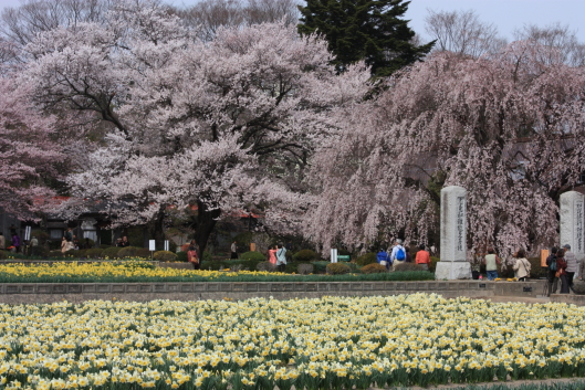 narcissus and cherry blossoms at Jissoji temple