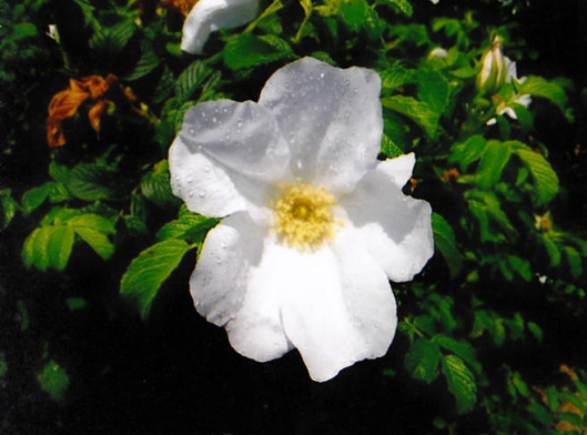 rugosa rose (hamanasu)