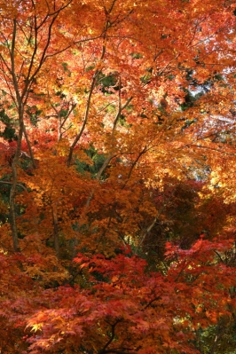 red leaves at Myogi shirne